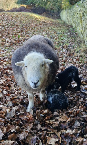 Rock Cottage Amenities Image sheep-01 Rock Cottage Amenities Image sheep-01